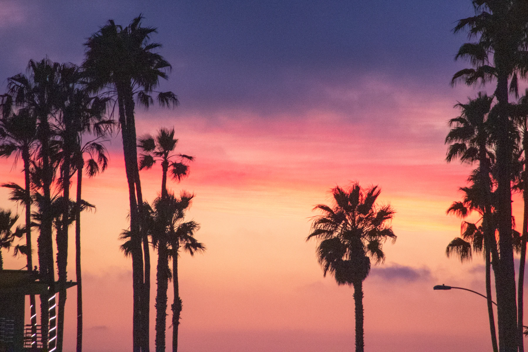 Palm trees silhouetted against a San Diego sunset
